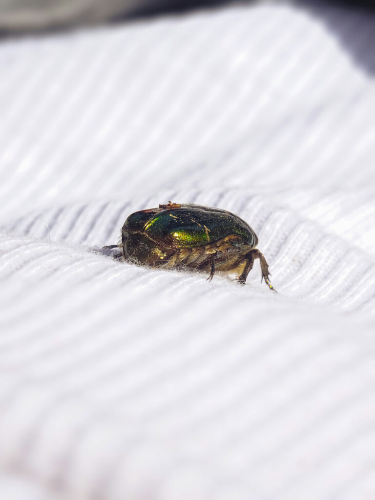 Carpet beetle on fabric surface inside home